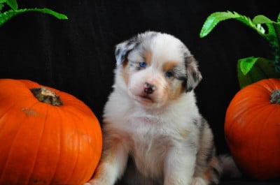 Étalon Berger Australien - ANUBIS De La Vallée D'Asgard