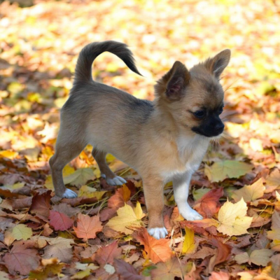 Étalon Chihuahua - Aliénor De La Lumière De Nerthus