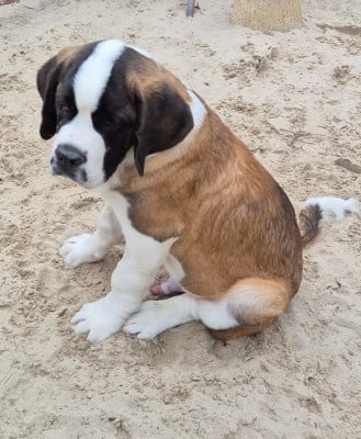 Étalon Chien du Saint-Bernard - A'HELIOS de la vallée de l'hogmiau