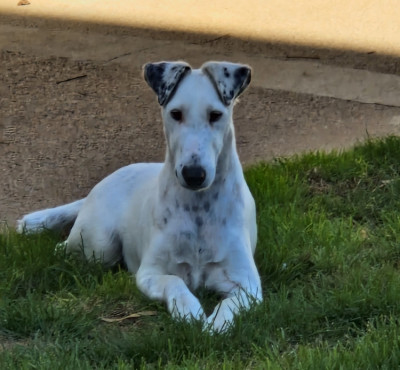 Étalon Fox Terrier Poil lisse - Victoire Chelines De La Rivière Landelot