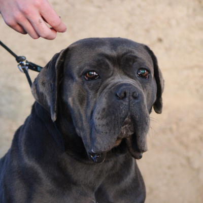 Étalon Cane Corso - Shiva Des Gardiens Du Livradois