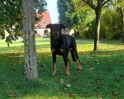 Étalon Berger de Beauce - Sappho Des gardiens des trois magots