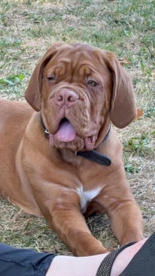 Étalon Dogue de Bordeaux - A-Naya Nostalgie de France