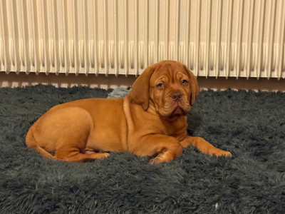 Étalon Dogue de Bordeaux - ARES De L'Elite Royal Dog