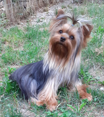 Étalon Yorkshire Terrier - SAVANNE dite SAVANNAH de la légende des trolls