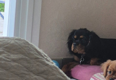 Étalon Cavalier King Charles Spaniel - ATHENA NOM NAISSANCE ALICE (Sans Affixe)