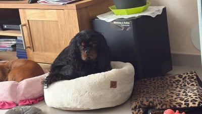 Étalon Cavalier King Charles Spaniel - USKA Du Val De La Vezere