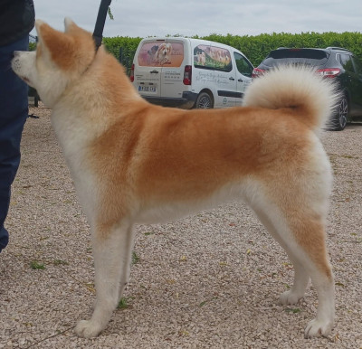 Étalon Akita - Umeko Lunch Hana Go Des dragons du soleil rouge