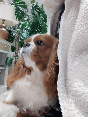 Étalon Cavalier King Charles Spaniel - Ruby D'Eglemont