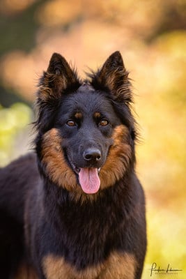 Étalon Berger de boheme - Zingara z dasickeho zatisi