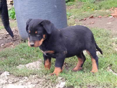 Étalon Berger de Beauce - Alpine de la case des loups