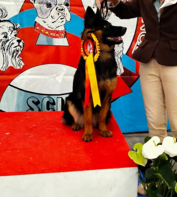 Étalon Berger de boheme - Roujenka Joyau De Bohême