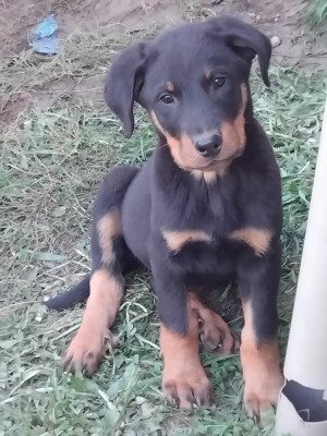 Étalon Berger de Beauce - Alpin de Genevayse