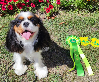 Étalon Cavalier King Charles Spaniel - Uline De Toucy Blue