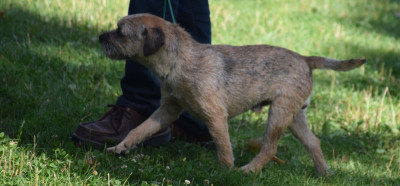 Étalon Border Terrier - Ulk de la Source Riante