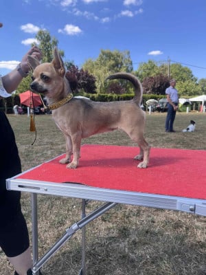 Étalon Chihuahua - Vegas By Siggy Little Coco Of Kilia