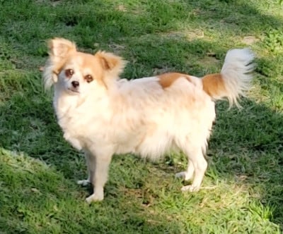 Étalon Chihuahua - Rodez Du Domaine Pacifique Des Légendes De Sardelis