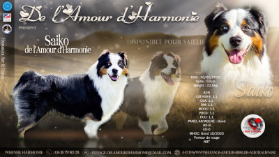 Étalon Berger Australien - Saiko De L'Amour D'Harmonie