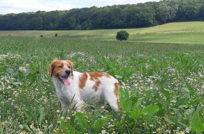 image de Salto de la haie des dames
