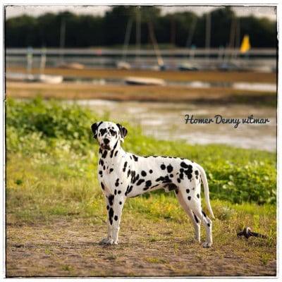 Homer Denny Vitmar (Sans Affixe)