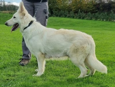 Étalon Berger Blanc Suisse - Trésor des hirondelles du voyage