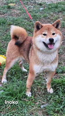 Étalon Shiba - Valerya Inoko de British and Us