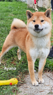 Étalon Shiba - Valerya Ayana de British and Us