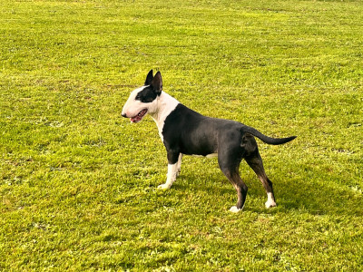 Étalon Bull Terrier - Trick or treat À kind of magic