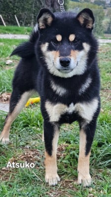 Étalon Shiba - Atsuko Zuki de British and Us