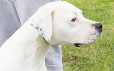 Étalon Dogo Argentino - Tempete los guardias de la noche