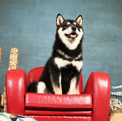 Étalon Shiba - Umi Zuki de British and Us