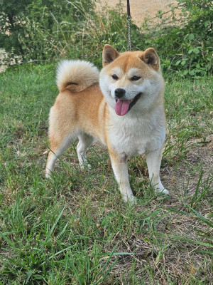 Étalon Shiba - Umiya de British and Us