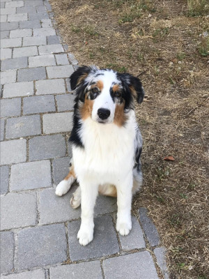 Étalon Berger Australien - Shelby (Sans Affixe)