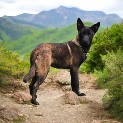 Étalon Berger Belge - A'loubo De La Forêt De L'espérance