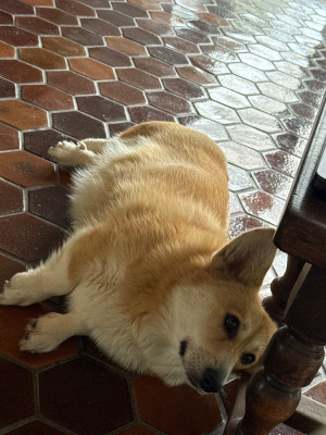 Étalon Welsh Corgi Pembroke - U'Cookie des Amour’Rocq