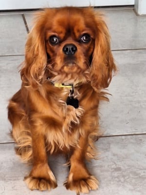 Étalon Cavalier King Charles Spaniel - April of Beauties the Isle