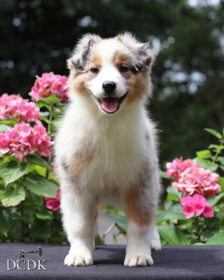 Étalon Berger Australien - Aurora Australis du chemin des korrigans