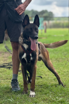 Étalon Berger Belge - Ultimo du Domaine De La Rebeyrie