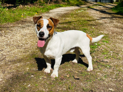 Étalon Jack Russell Terrier - Undy des terres de bourguenailles