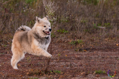 Étalon Eurasier - chevillan Amazing azrael