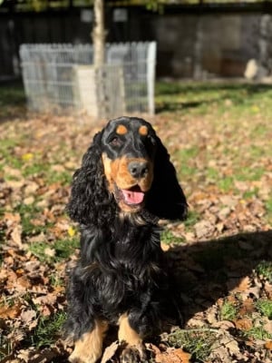 Étalon Cocker Spaniel Anglais - Vito d'arguillier d'anjou