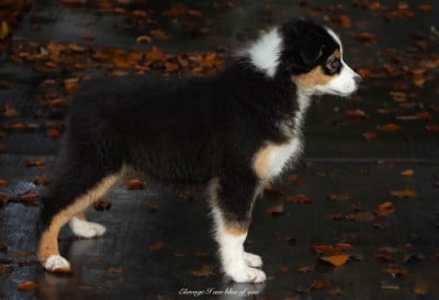Étalon Berger Australien - Am I blue of you du chemin de la belle etoile
