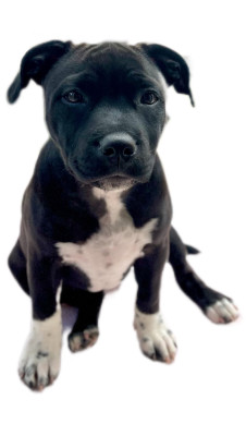 Étalon Staffordshire Bull Terrier - Auna de la Confiance Canine AJS