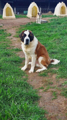 Étalon Chien du Saint-Bernard - Aragon de la Boutinais