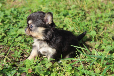Étalon Chihuahua - APPOLINE HAPPY ENDING des Terres de la Faisanderie