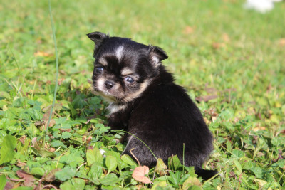 Étalon Chihuahua - ARANIA EXUMAI des Terres de la Faisanderie
