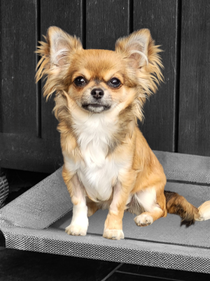 Étalon Chihuahua - Adela De La Plaine D'illiberis