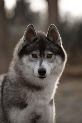 Étalon Siberian Husky - Miss divine universe (Sans Affixe)