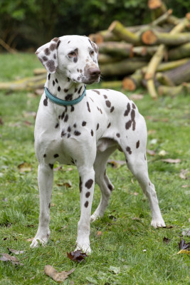 Étalon Dalmatien - VOLCAN Des Pattes De Lys