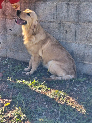 Étalon Golden Retriever - VICTOIRE des carrieres de poincy